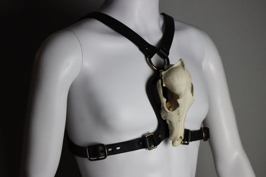 The skull chest harness is pictured on a mannequin. The bondage harness is constructed to branch in the center of the upper chest, with a strap going over each shoulder, where the skull sits between the wearers pecs, and is secured with two straps that wrap around their back below. A secure fitting leather harness.